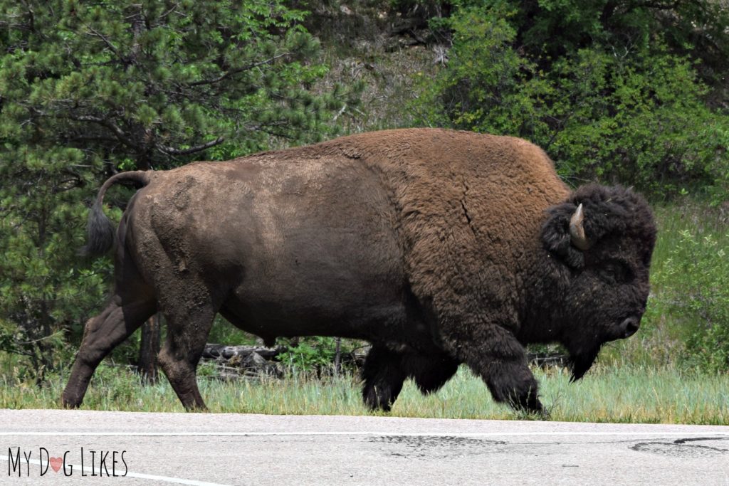 A large bison we caught right at the entrance to Custer State Park