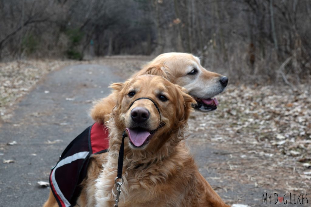 Hiking with the dogs through Bullock's Woods