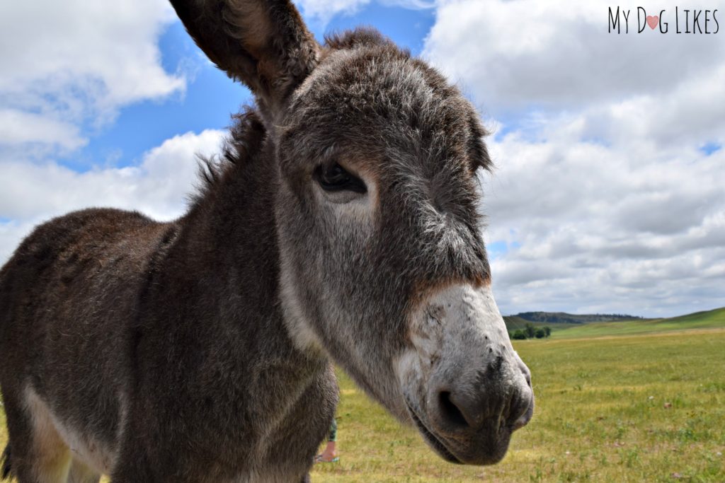 Running into the Burros along the Wildlife Loop