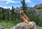 Posing in front of Cathedral Spires while visiting Custer State Park with Dogs