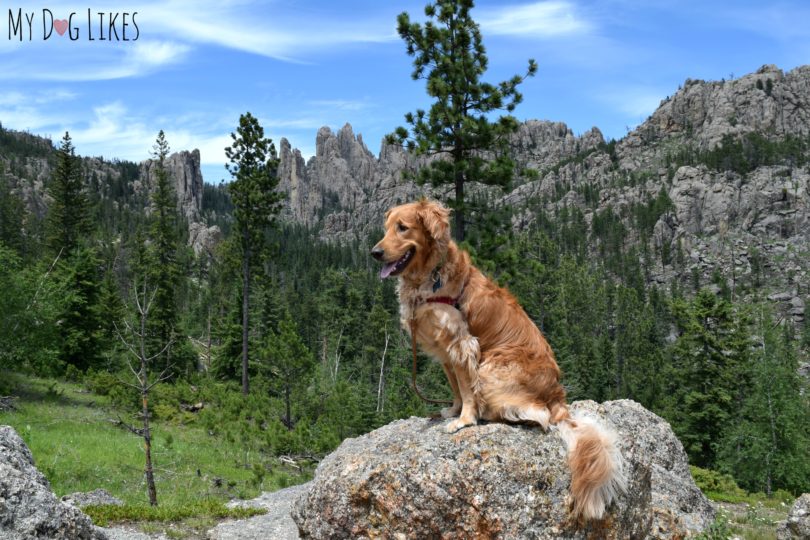 Posing in front of Cathedral Spires while visiting Custer State Park with Dogs