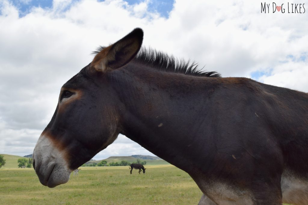 Custer is home to a small herd of Burros