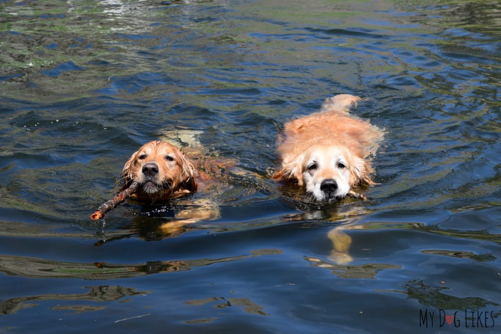 Learn more about bringing dogs to Custer State Park in our visitors guide!