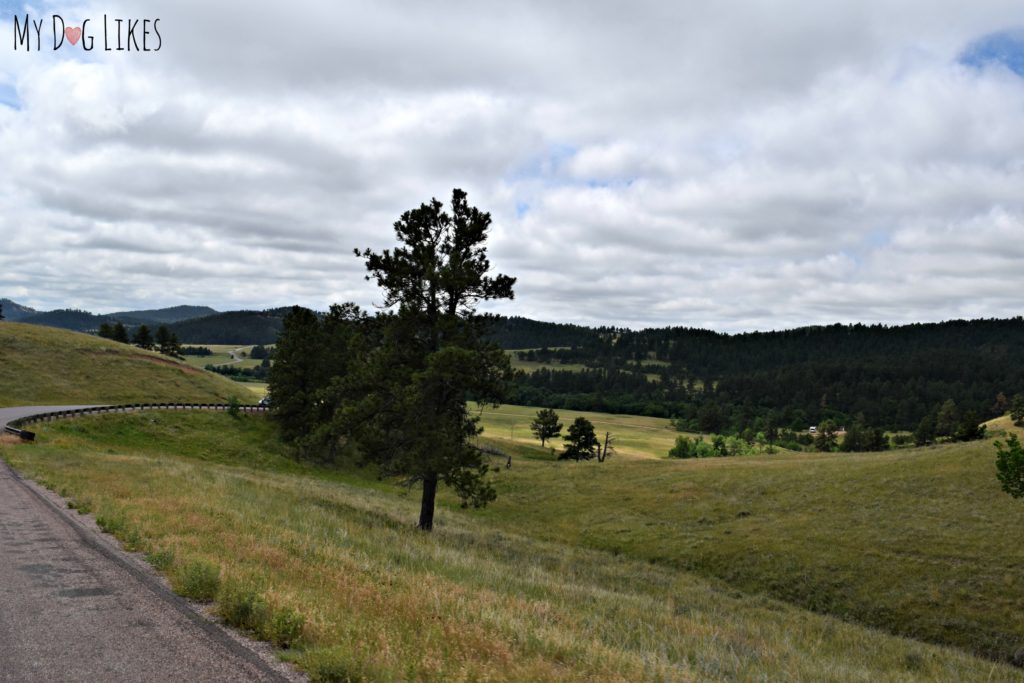 Driving along the Wildlife Loop