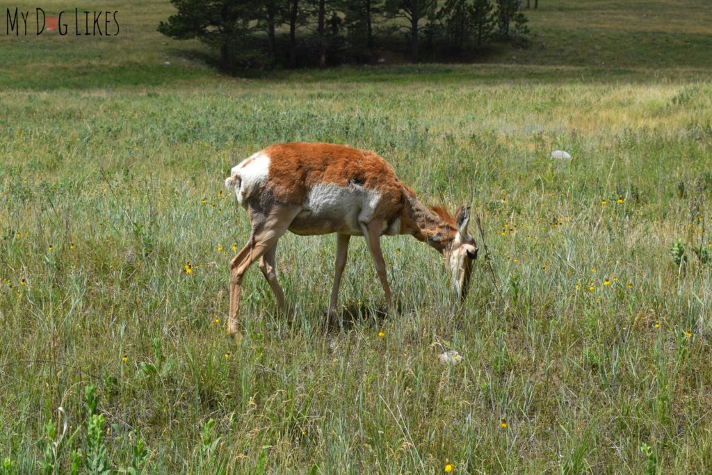 Spotting a Female Pronghorn along the Wildlife Loop