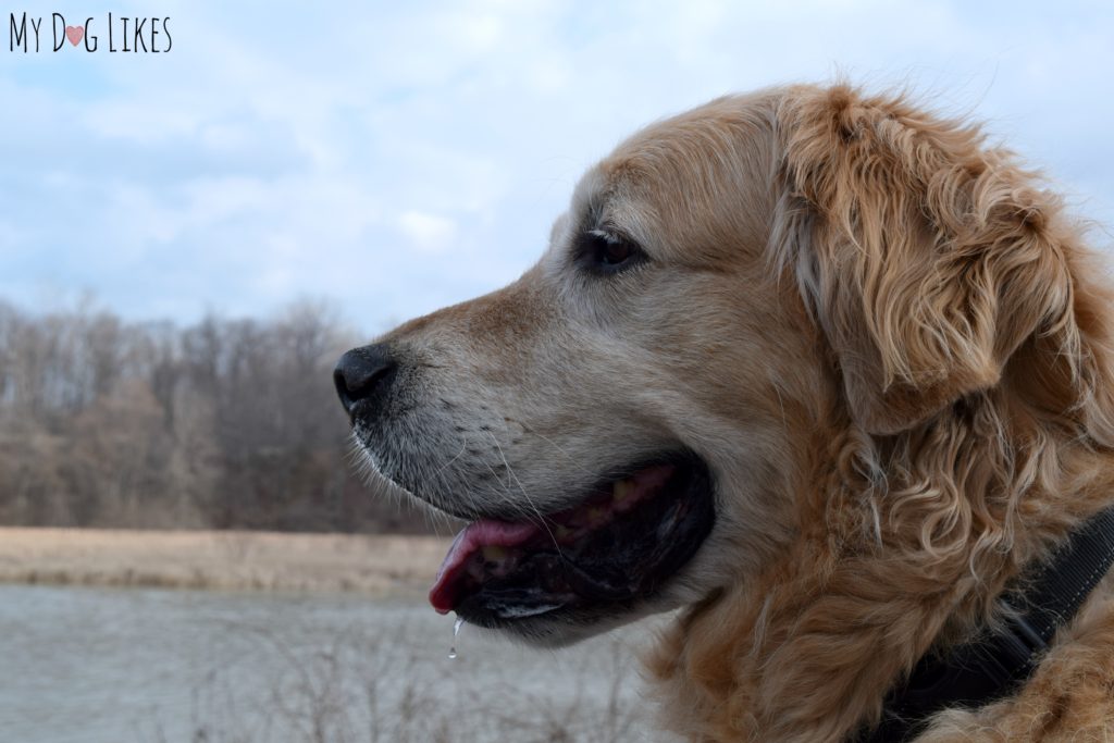 Handsome Golden Retriever Harley