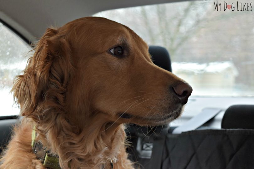 Charlie the Golden Retriever riding in the car