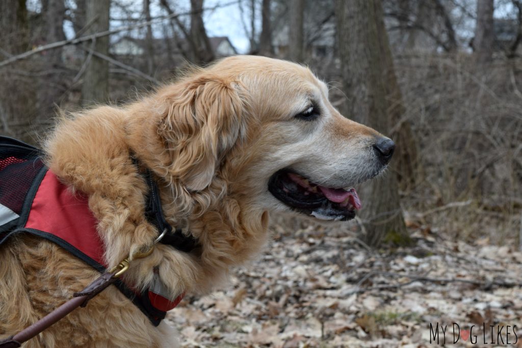 Turning Point is another great Rochester Park for a dog friendly hike!