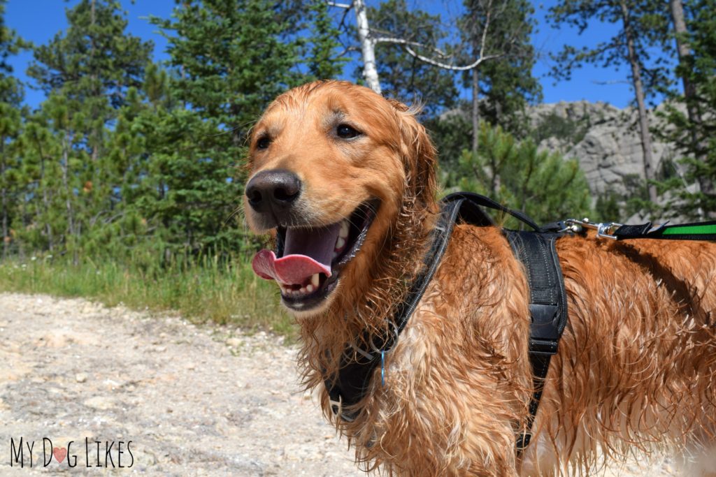 Hiking the trails atop Harney Peak with our dogs.