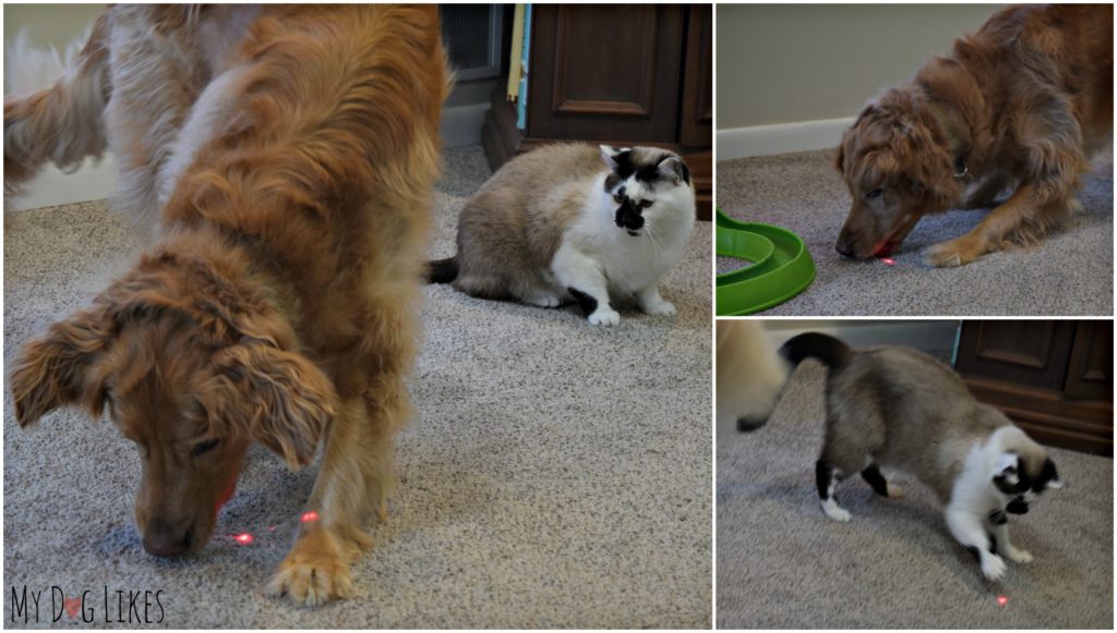 Charlie and Lucas having a blast with the Petcube's interactive laser toy!