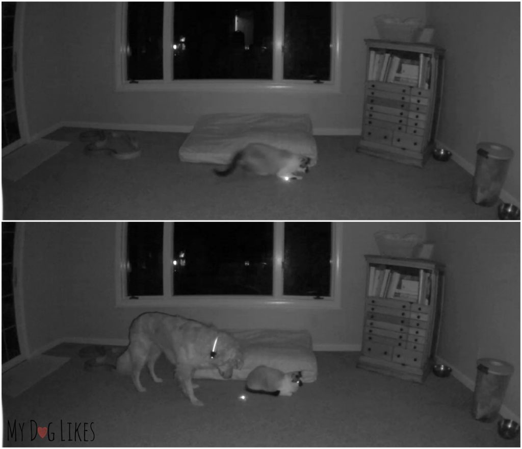 Demonstrating the night vision mode - automatically activated in low light situations.