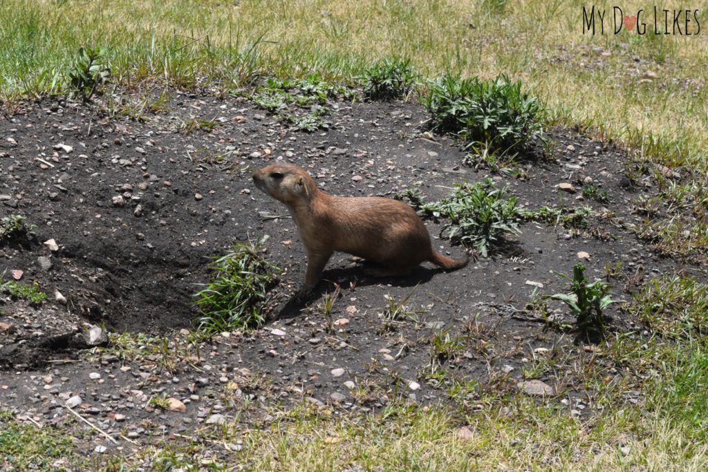 Prairie Dog popping up to say Hello!