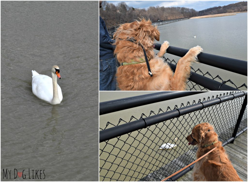 Waterfowl abounds at Turning Point Park