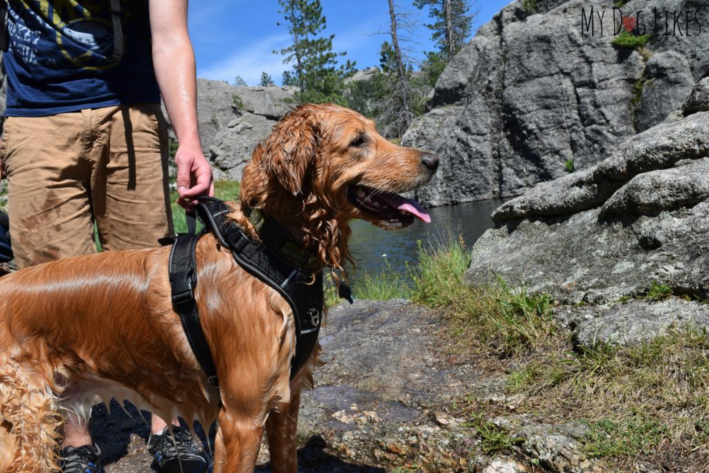 Swimming with dogs in Sylvan Lake