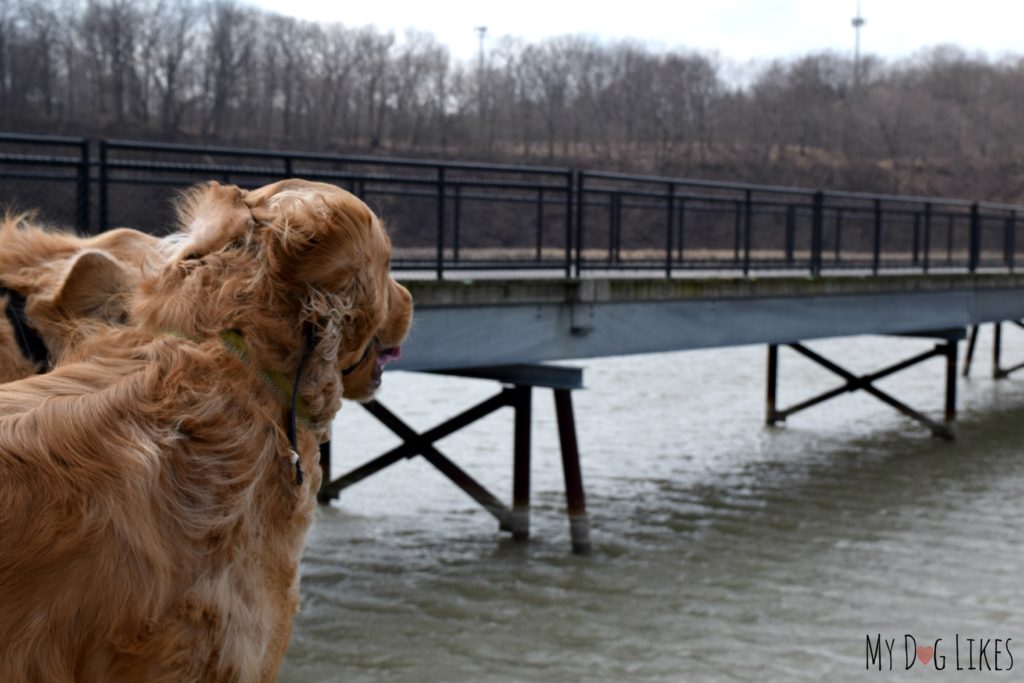 Harley and Charlie take in the view from 1 of 2 large concrete pads along the boardwalk