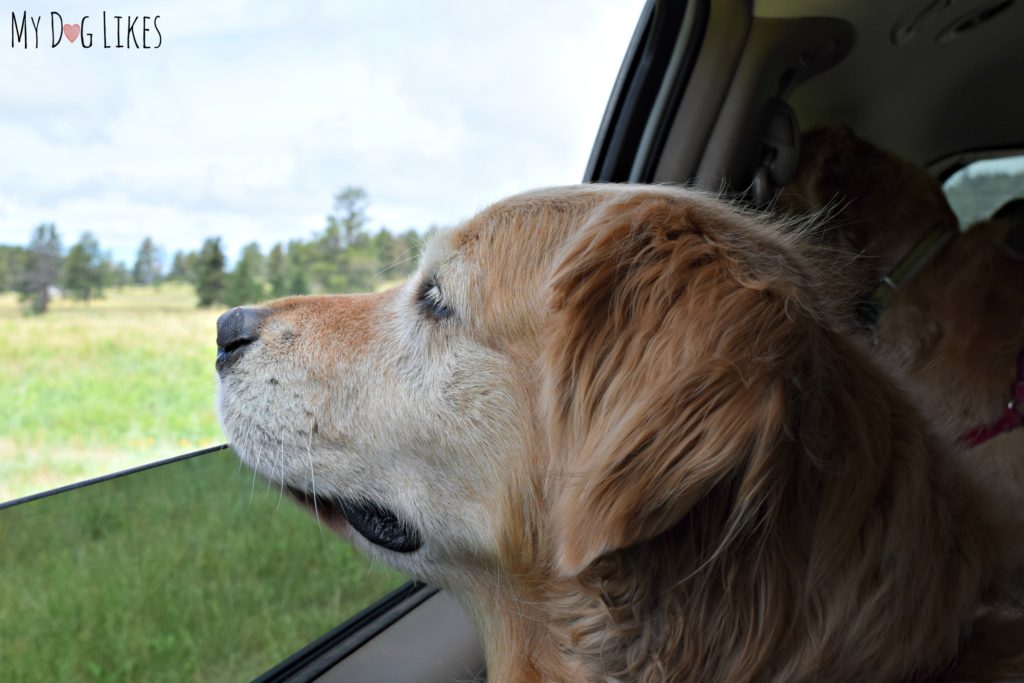 Harley enjoying the views of the Wildlife Loop