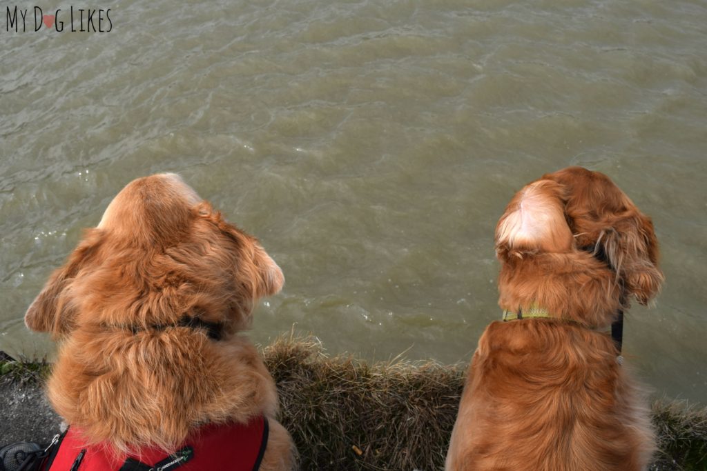 Though there is plenty of water all around, dogs can't swim at Turning Point Park 