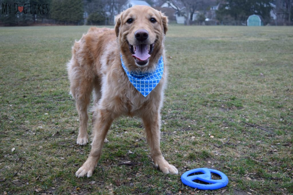 Dog begging to play fetch!