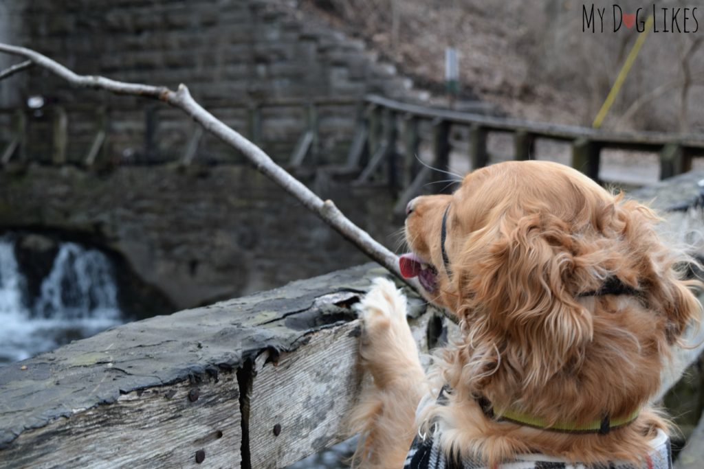 Charlie trying his luck as a fisherman for a second time.