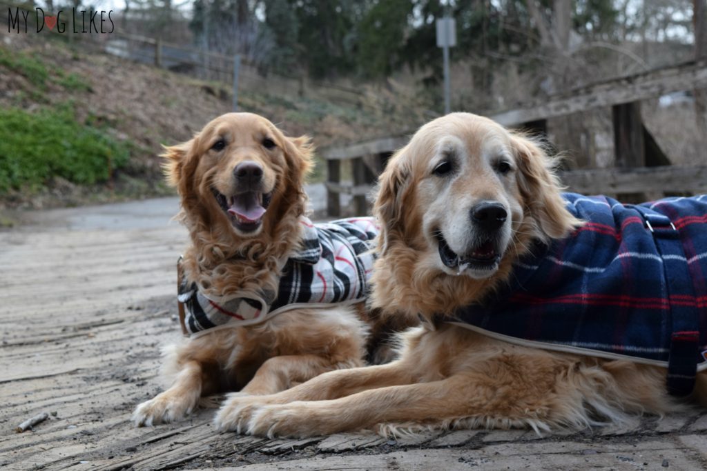 Harley and Charlie wearing their PrideBites cloaks for dogs