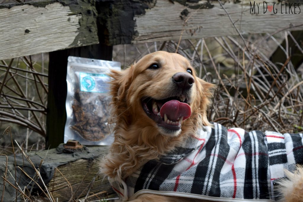 Charlie's smile says it all - these Salmon treats were a huge hit!