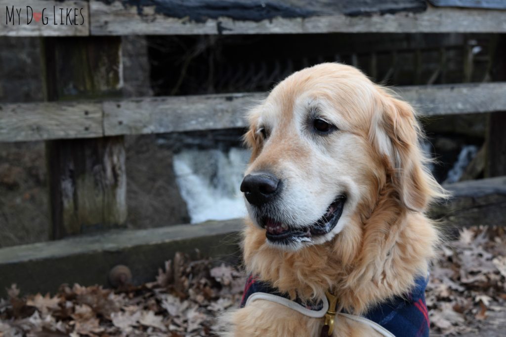 Our senior Golden Retriever Harley in front of a waterfall at Corbett's Glen.