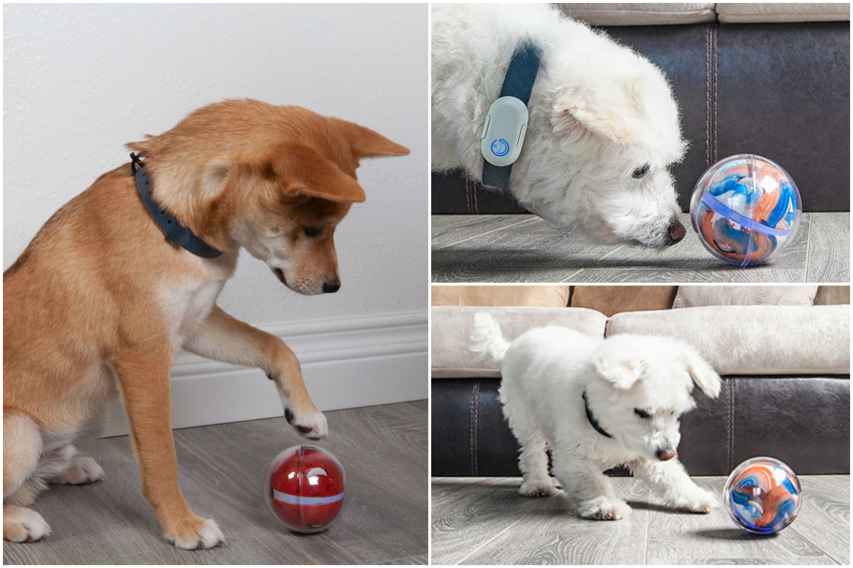 Smart store pet ball