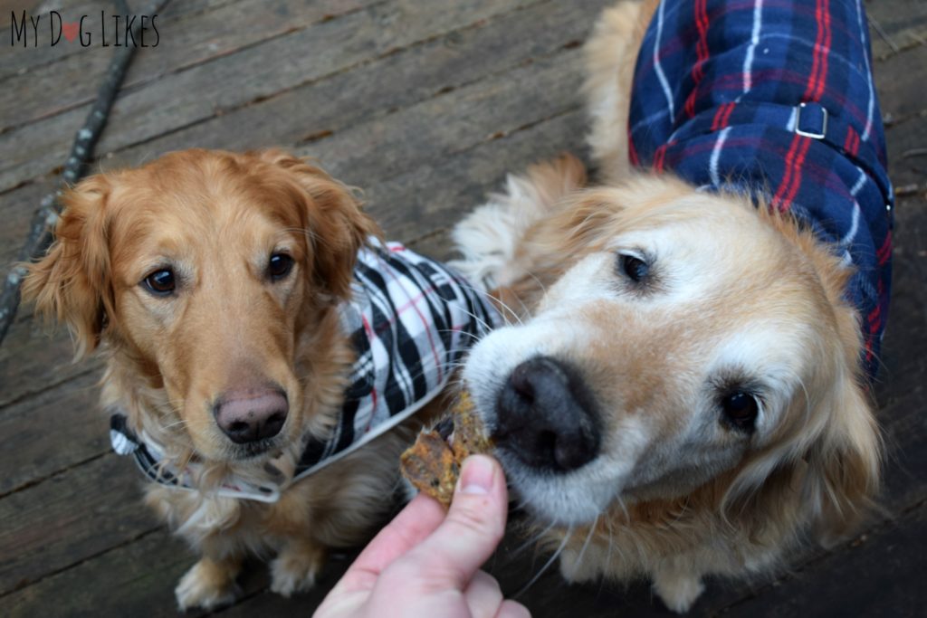 Taste testing some single ingredient treats from Wild Alaska