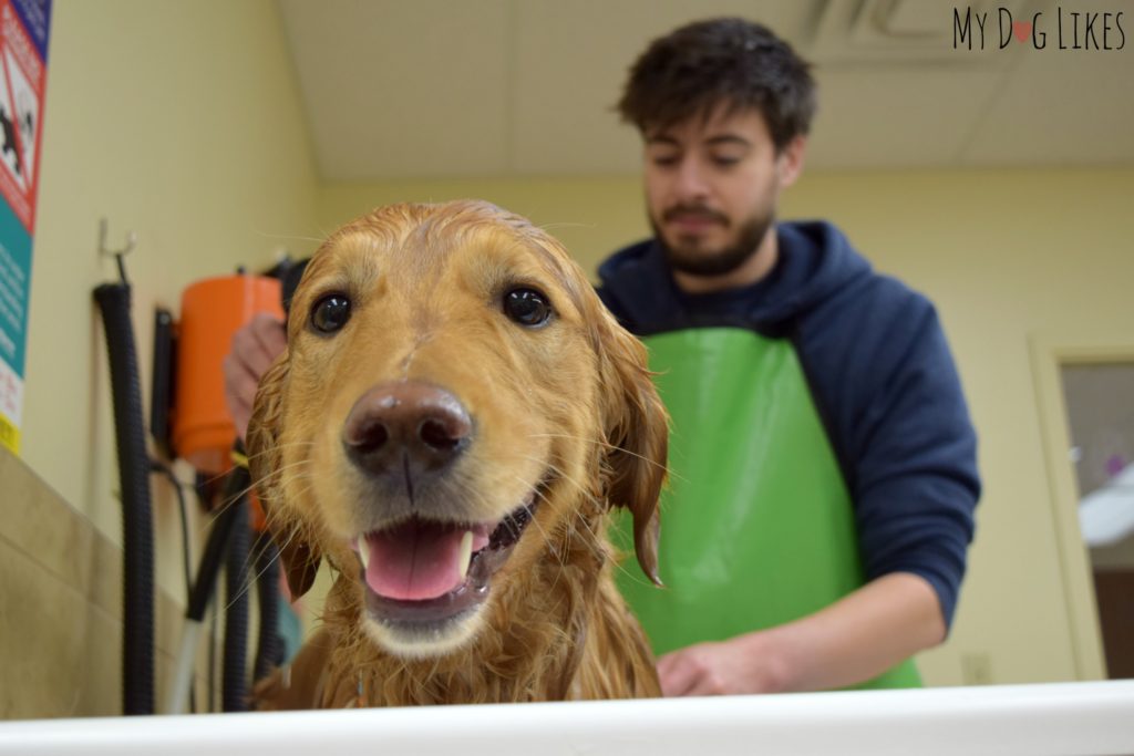 Bathing Charlie at PetSaver Superstore