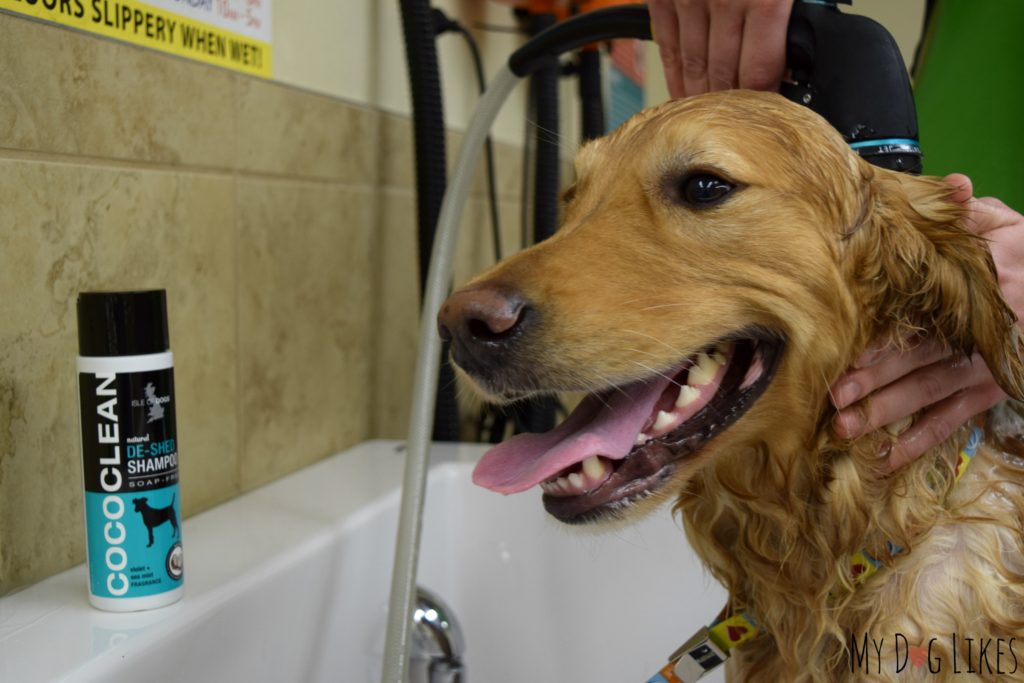 Testing out the new Coco-Clean shampoo from Isle of Dogs