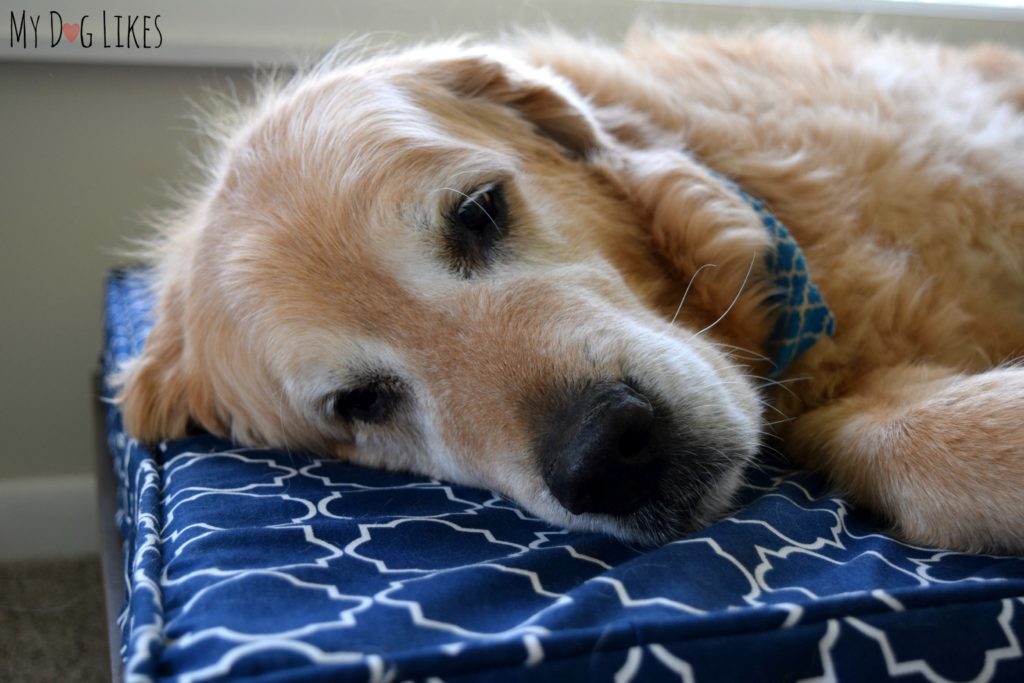 Harley resting on his new dog bed.