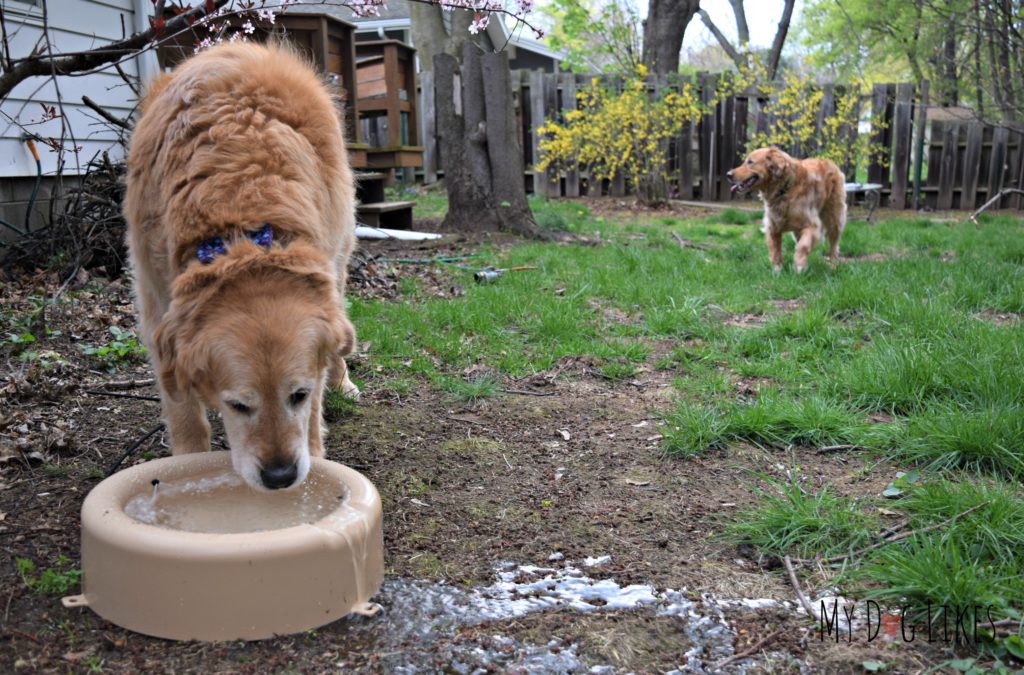 Harley taking a drink from our automatically refilling outdoor water bowl!