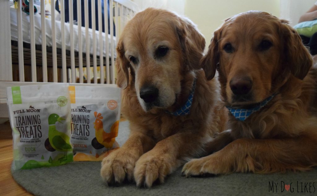 Utilizing dog training treats to help Harley and Charlie get used to the new baby.