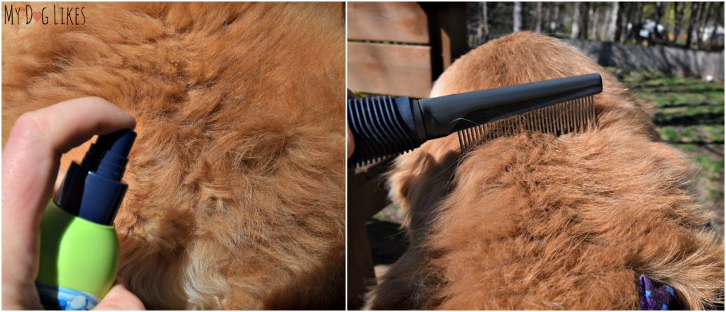 Testing out UWDOGS de-tangling spray to see how it works removing and preventing mats.