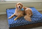 Charlie is thrilled with his new orthopedic bed for dogs!