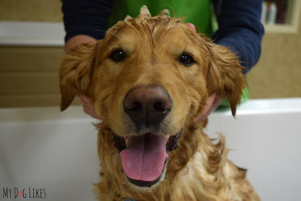 Whoever said that dogs don't enjoy bath time?