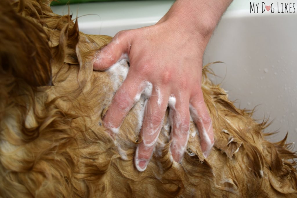 Lathering up with Underwater Dogs shampoo