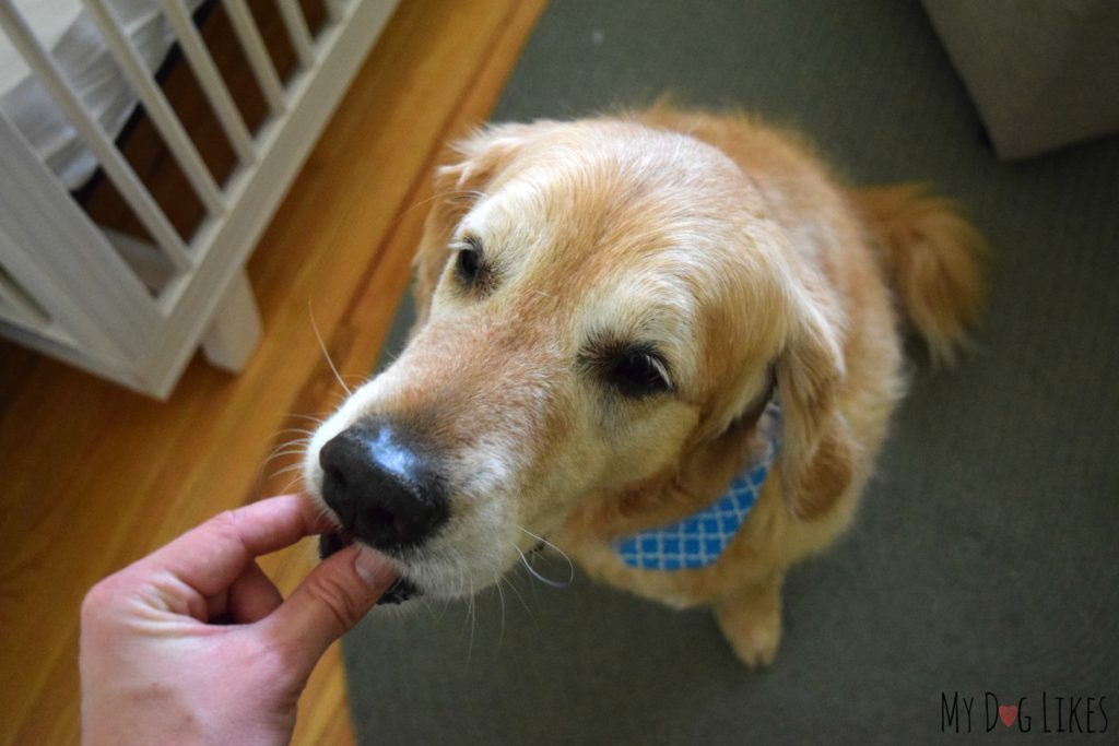 Harley getting a first taste!