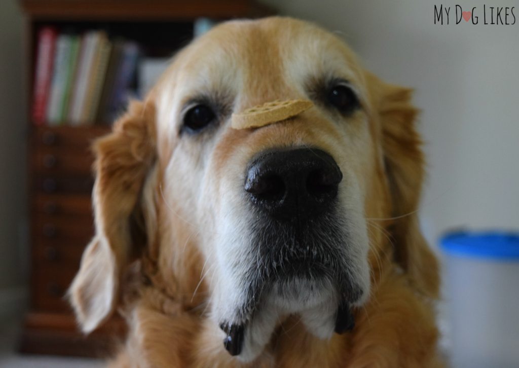 Harley working for his reward with a treat on the nose trick!