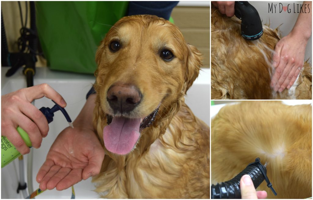 Charlie the Golden Retriever smiling during our dog shampoo test and review