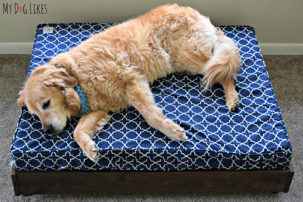 Harley lounging on a large orthopedic dog bed from eLuxurySupply.com