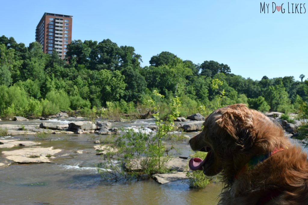 Exploring Belle Isle with dogs