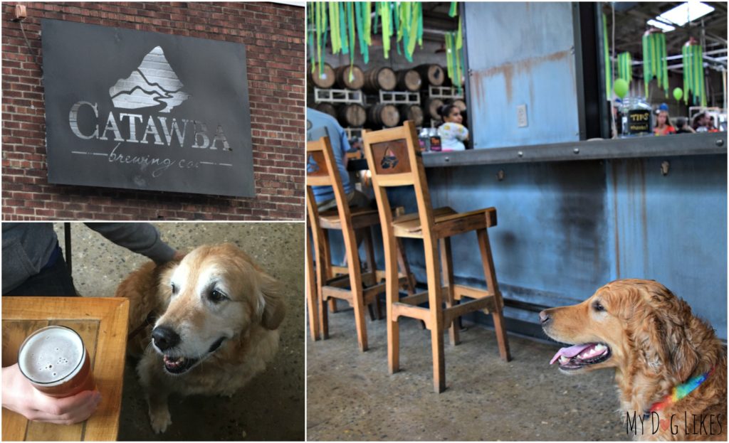 Drinks at Catawba Brewing in Asheville - where dogs are allowed INSIDE!
