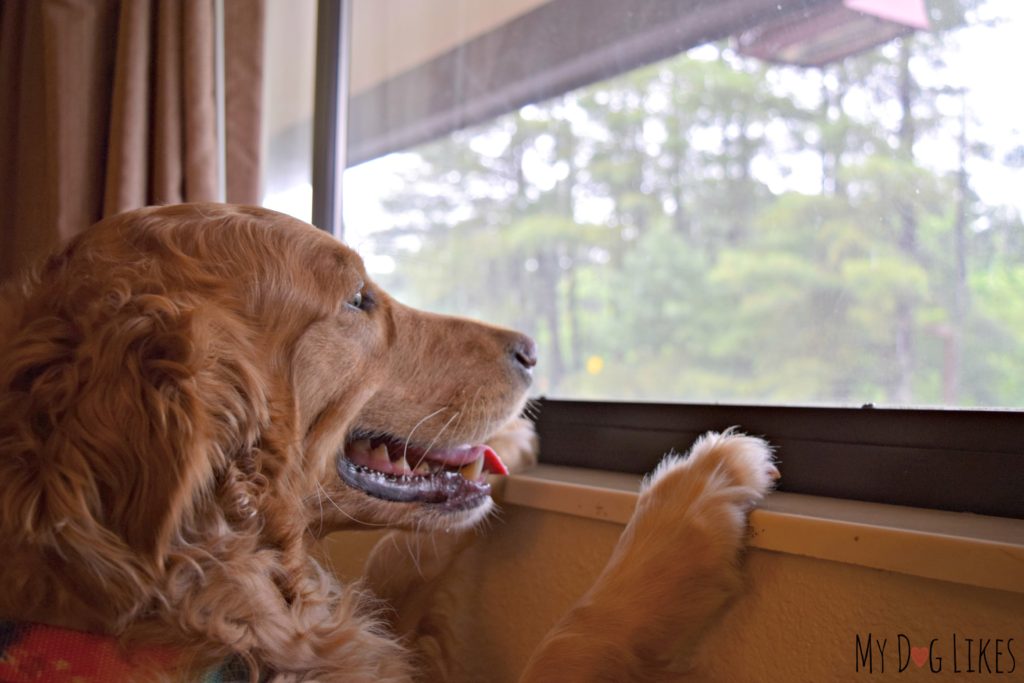 Charlie hoping that the rain lets up so he can go on a hike!