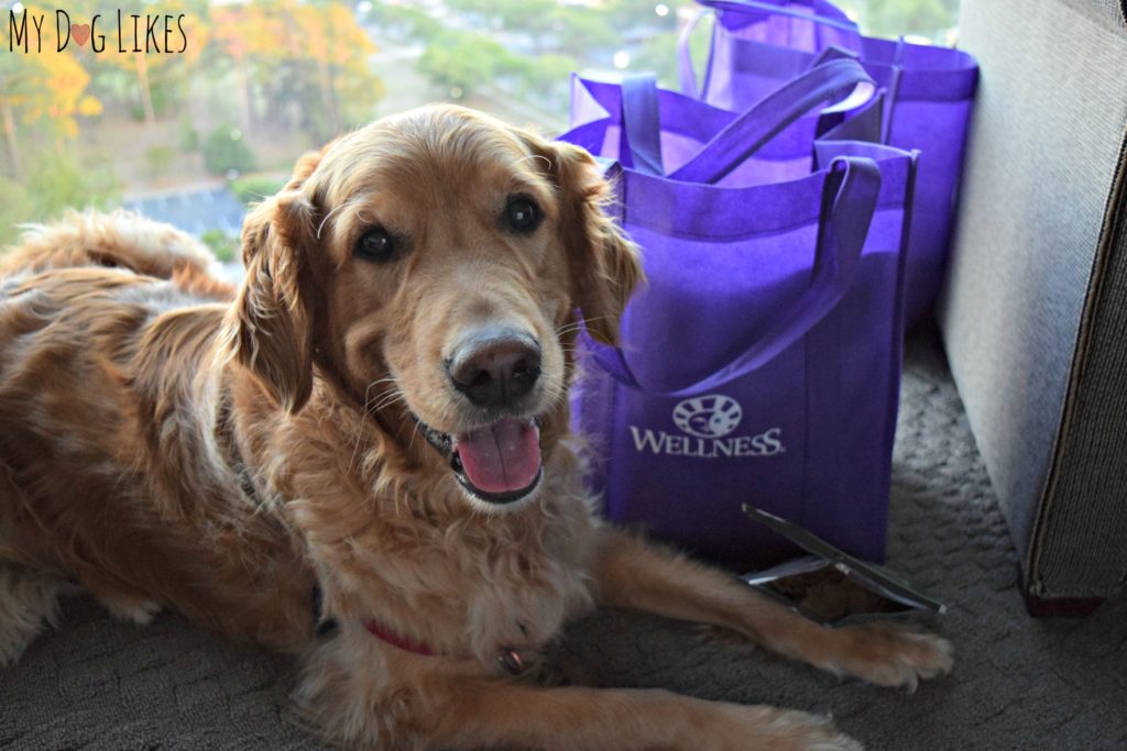 Posing with just some of our BlogPaws swag from the 2017 Conference