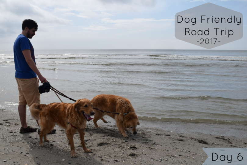 Visiting Myrtle Beach with Dogs