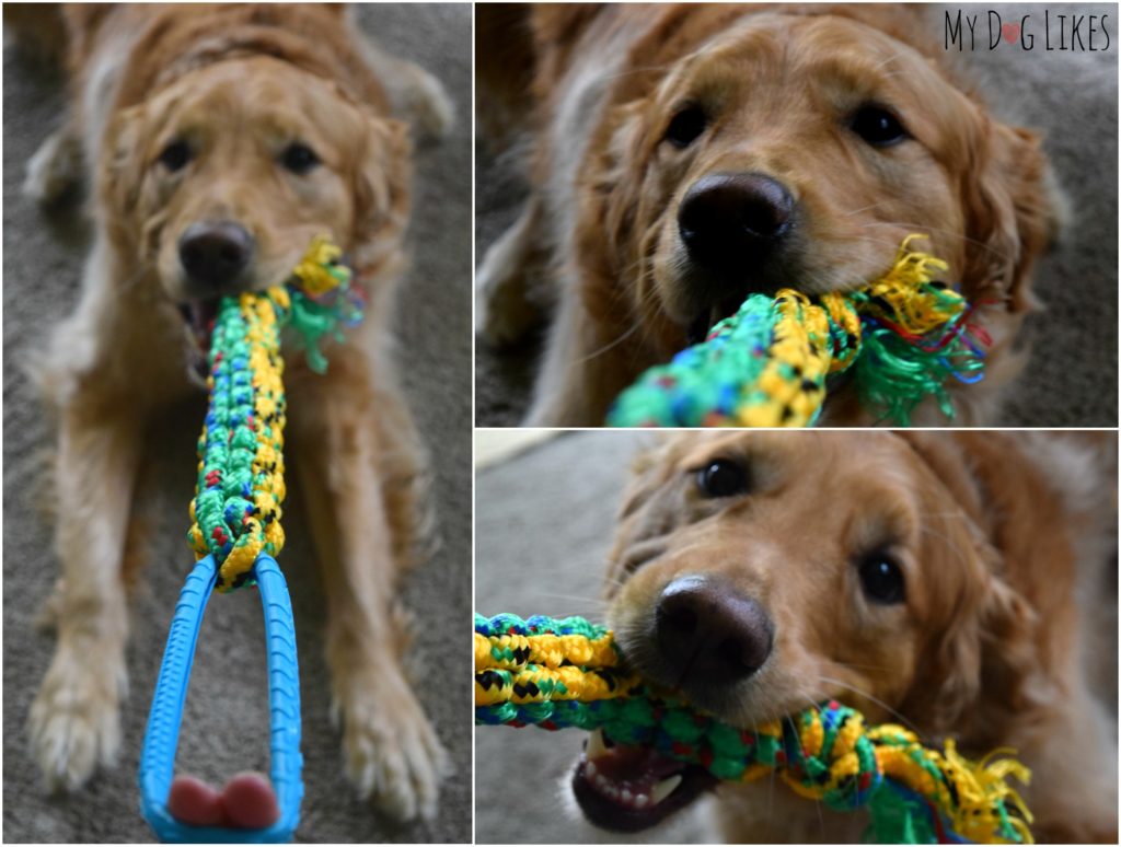 Charlie testing out his new braided rope dog toy with some tug-o-war!