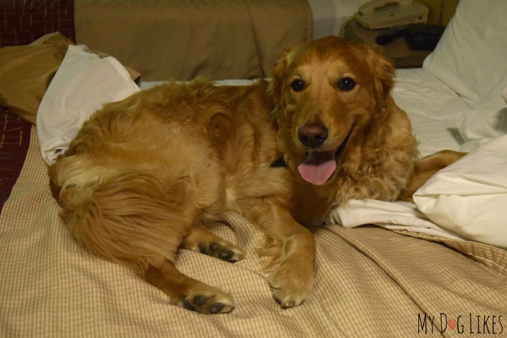 Charlie making himself comfortable at the pet friendly Red Roof Inn