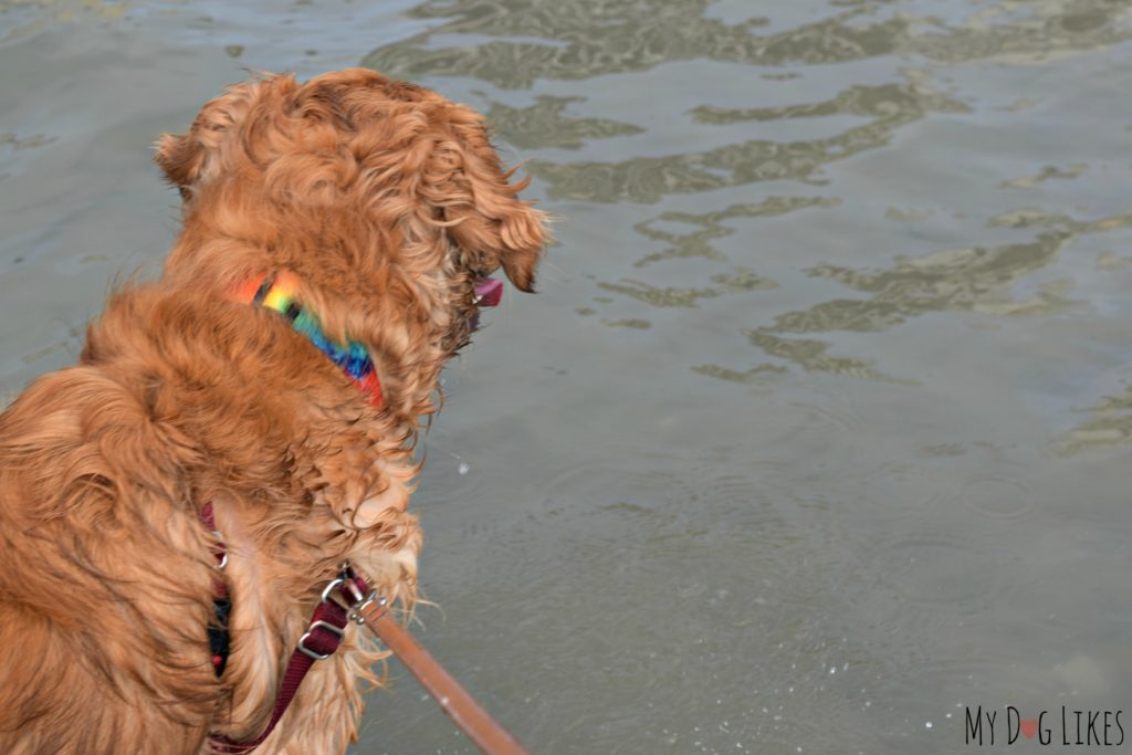 Both Harley and Charlie's first time in the ocean!