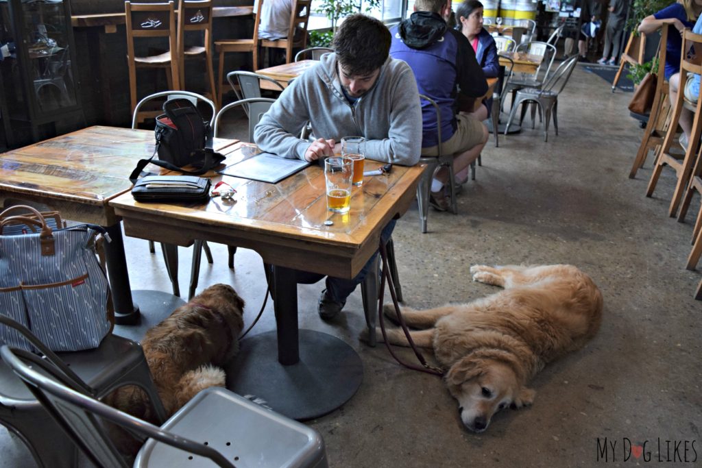 This is a first for us - a brewery where the dogs are allowed inside!